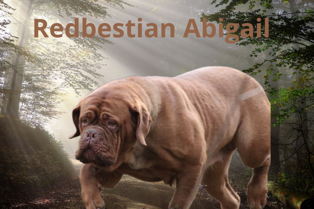 redbestian Abigail