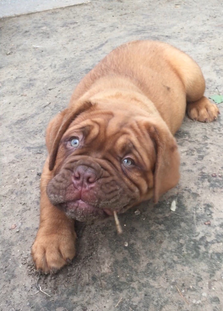 De La Forêt Des Deesses - Dogue de Bordeaux - Portée née le 14/02/2018