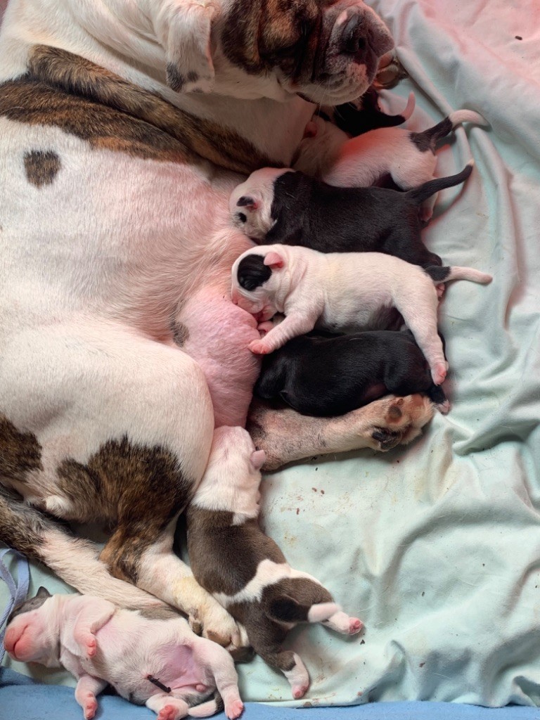 chiot Bulldog continental De La Forêt Des Deesses