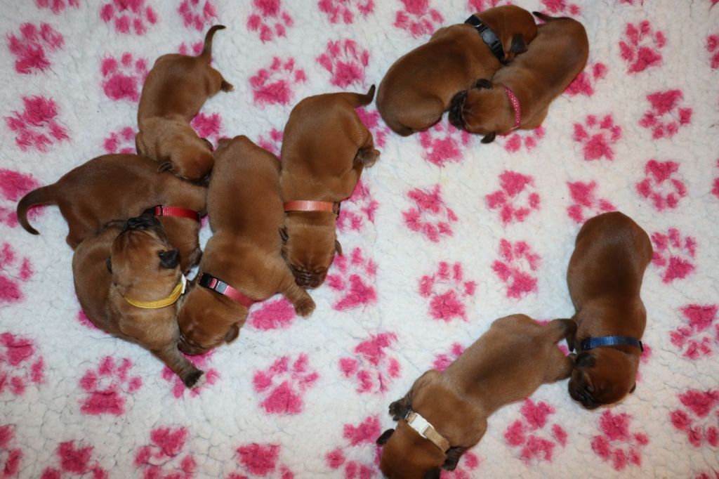 chiot Dogue de Bordeaux De La Forêt Des Deesses