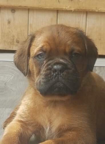 De La Forêt Des Deesses - Dogue de Bordeaux - Portée née le 25/03/2019