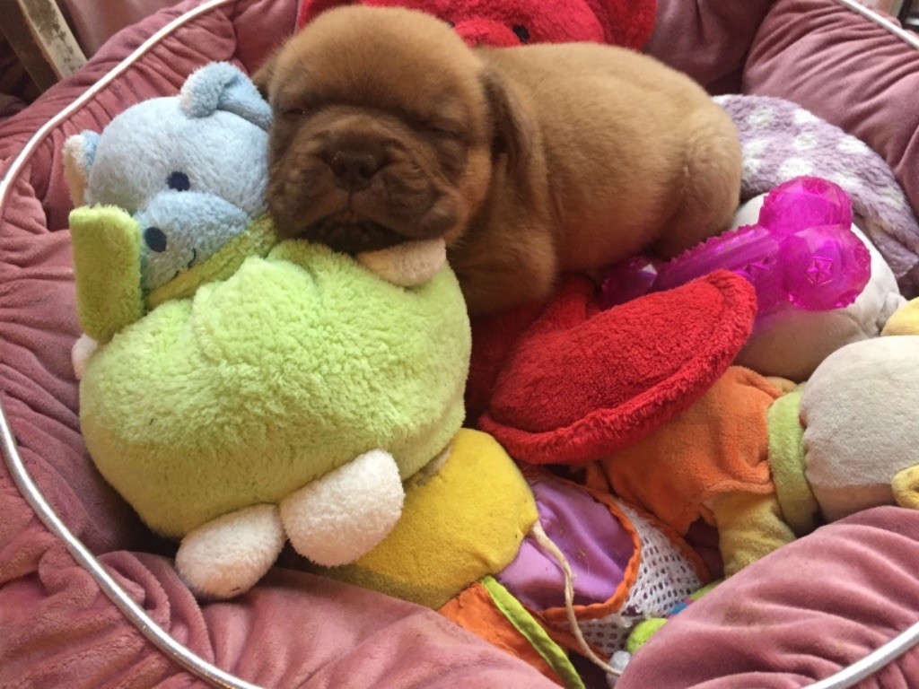 chiot Dogue de Bordeaux De La Forêt Des Deesses