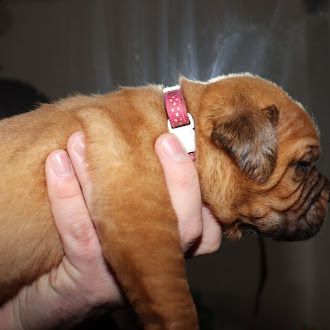 De La Forêt Des Deesses - Chiot disponible  - Dogue de Bordeaux