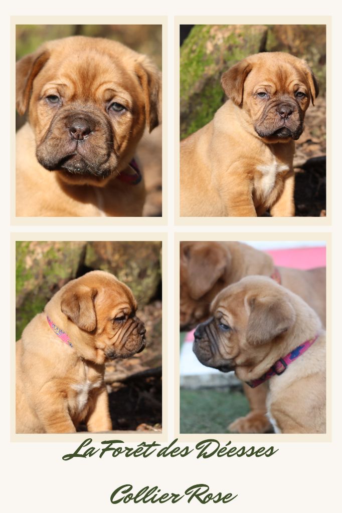 De La Forêt Des Deesses - Chiot disponible  - Dogue de Bordeaux