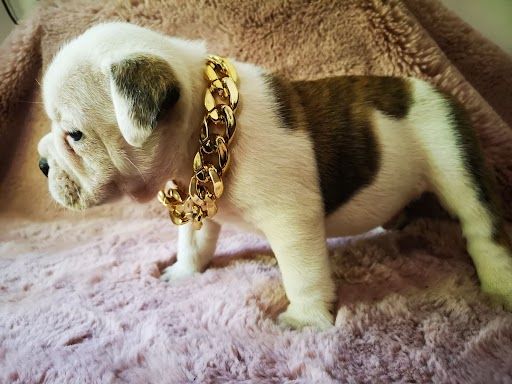 De La Forêt Des Deesses - Chiot disponible  - Bulldog continental