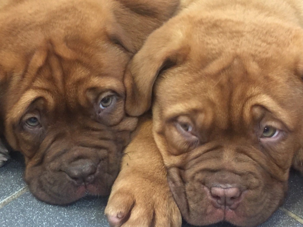 De La Forêt Des Deesses - Dogue de Bordeaux - Portée née le 08/10/2019