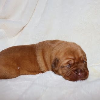 De La Forêt Des Deesses - Chiot disponible  - Dogue de Bordeaux