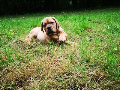 CHIOT mâle masque noir