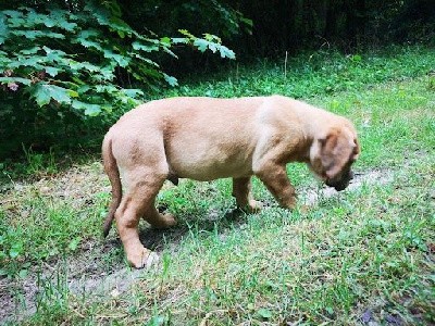 CHIOT mâle masque noir