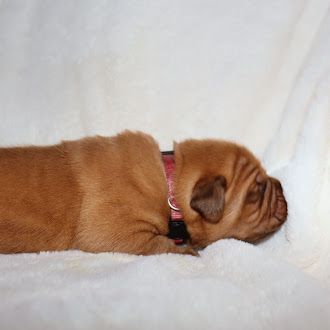 De La Forêt Des Deesses - Chiot disponible  - Dogue de Bordeaux