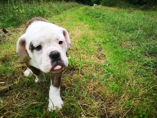 De La Forêt Des Deesses - Chiot disponible  - Bulldog continental