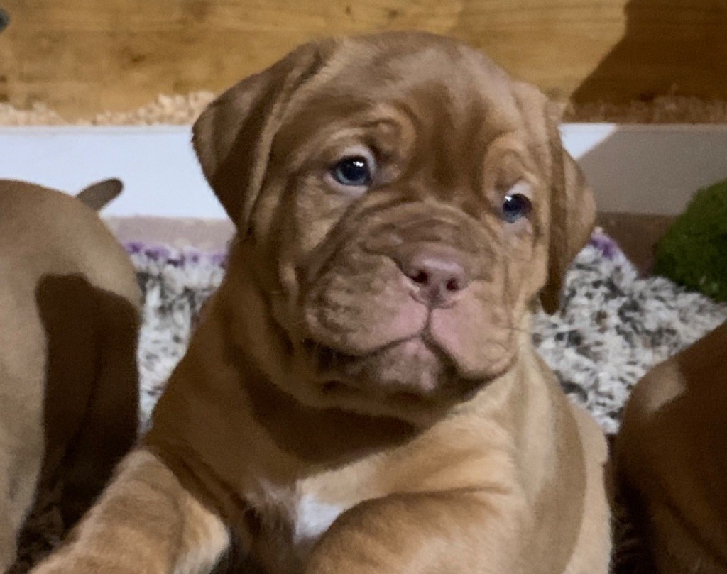 De La Forêt Des Deesses - Dogue de Bordeaux - Portée née le 09/01/2021