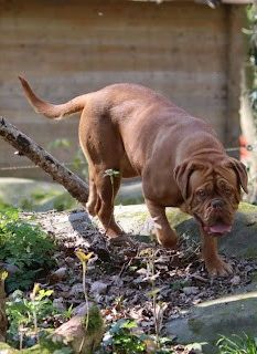 Urose royal dog'lescurette