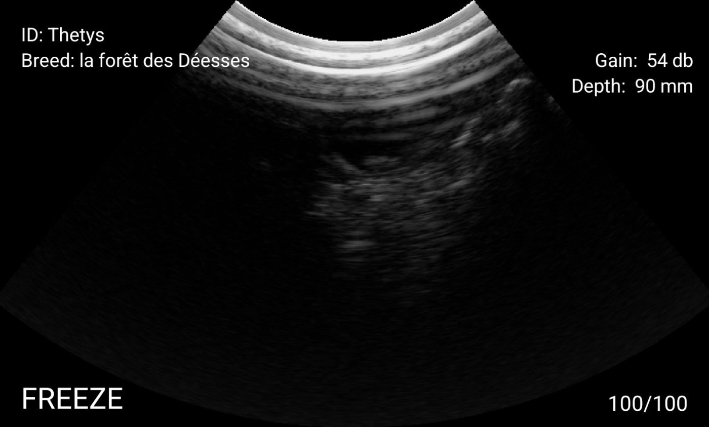 Des chiots Dogue de Bordeaux en 2026 ?