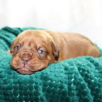 De La Forêt Des Deesses - Chiots disponibles - Dogue de Bordeaux