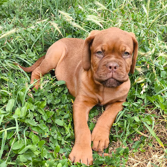 Bella