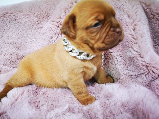 De La Forêt Des Deesses - Dogue de Bordeaux - Portée née le 10/06/2024